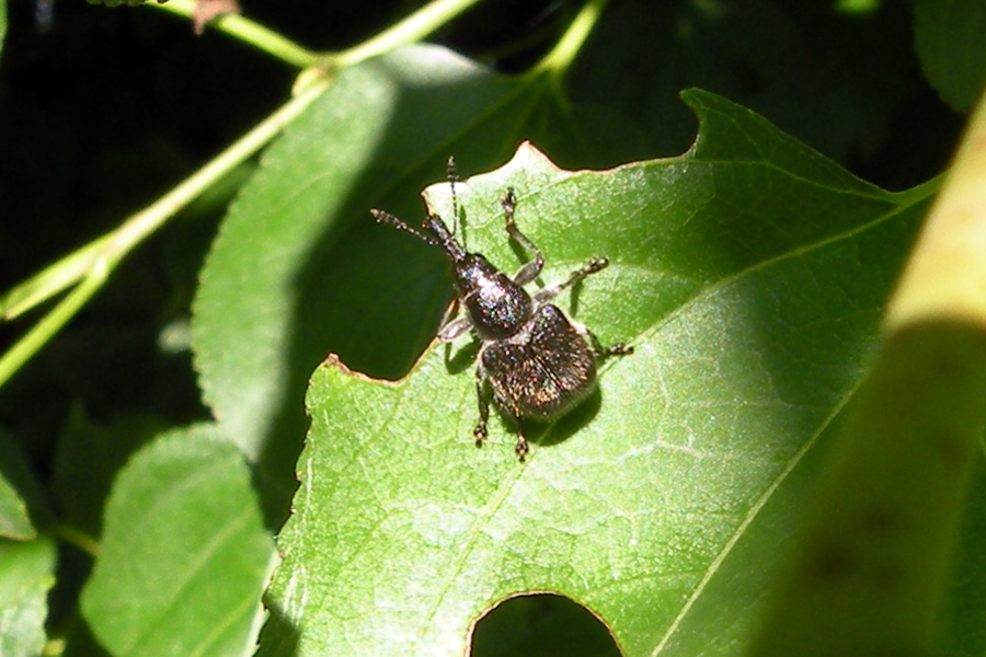 Rhynchitidae: Rhynchites sp.